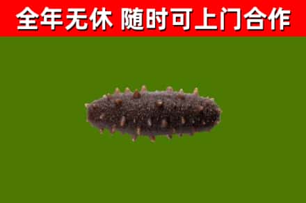 鱼台县回收海参干